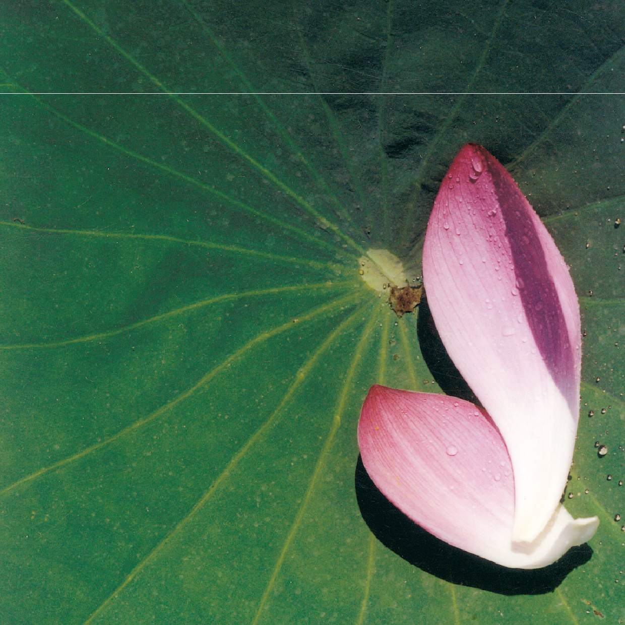 2024 第二期義工招募培訓報導--傳承。守護